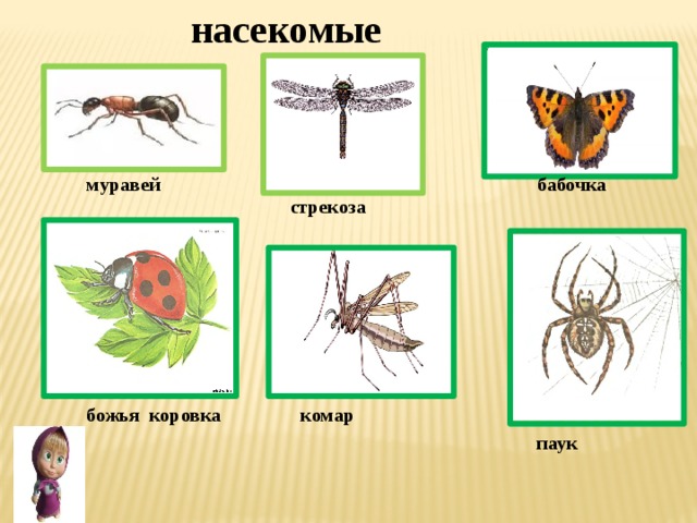 насекомые муравей бабочка стрекоза божья коровка комар паук