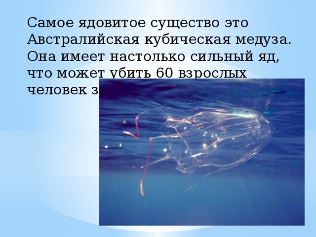 Самое ядовитое существо это Австралийская кубическая медуза. Она имеет настолько сильный яд, что может убить 60 взрослых человек за три минуты.