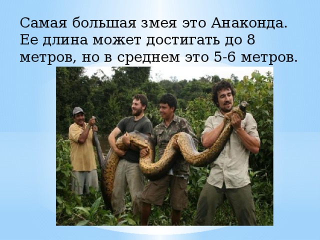Самая большая змея это Анаконда. Ее длина может достигать до 8 метров, но в среднем это 5-6 метров.