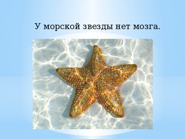 У морской звезды нет мозга.