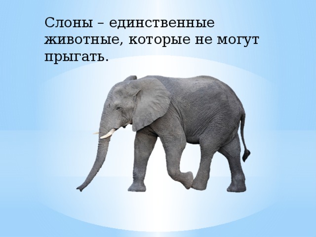 Слоны – единственные животные, которые не могут прыгать.