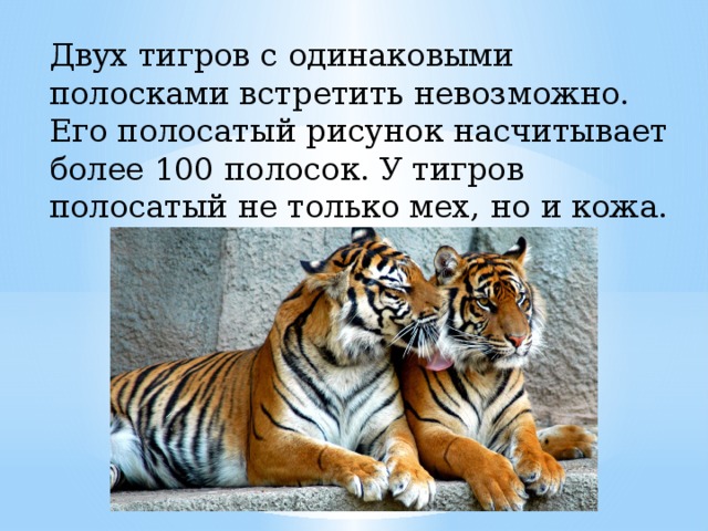Двух тигров с одинаковыми полосками встретить невозможно. Его полосатый рисунок насчитывает более 100 полосок. У тигров полосатый не только мех, но и кожа.