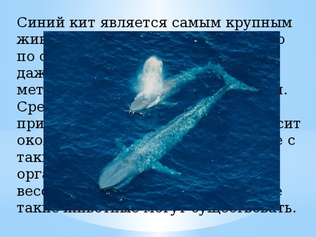 Синий кит является самым крупным животным во всем мире, более того по своим размерам он превосходит даже динозавров. Его длина - 34 метра. Вес этого гиганта - 150 тонн. Средняя длина синего кита примерно 23-27 метров. Сердце весит около полутоны. Если бы животное с таким весом жило на суше, то его органы были бы раздавлены, под весом собственного тела. Но в воде такие животные могут существовать.