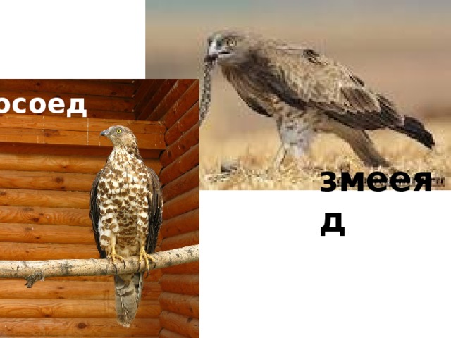 осоед змееяд