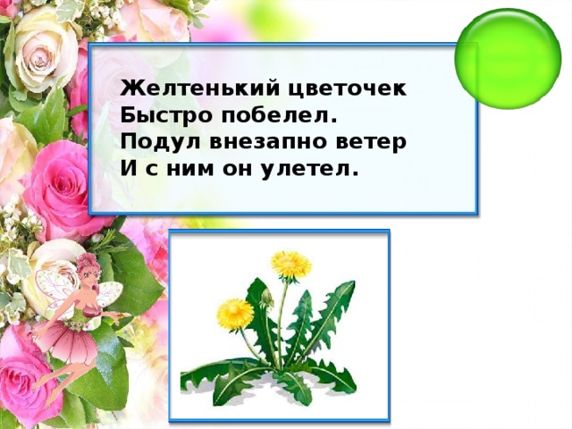 Желтенький цветочек Быстро побелел. Подул внезапно ветер И с ним он улетел.