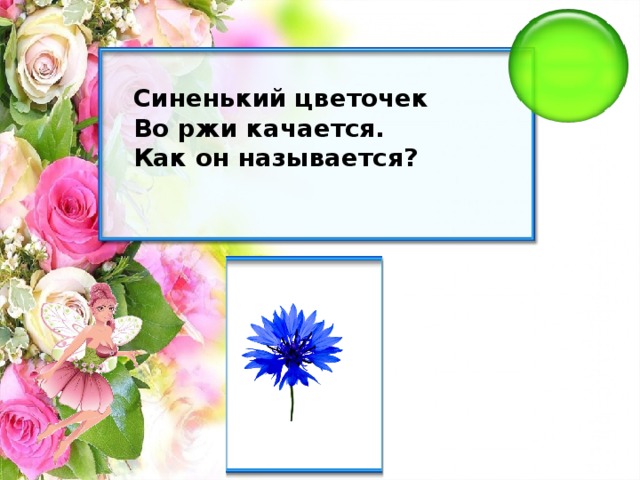 Синенький цветочек Во ржи качается. Как он называется?