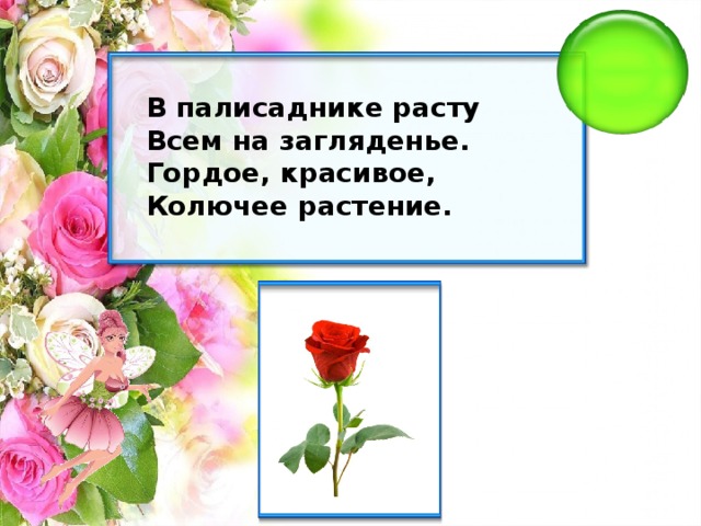 В палисаднике расту Всем на загляденье. Гордое, красивое, Колючее растение.