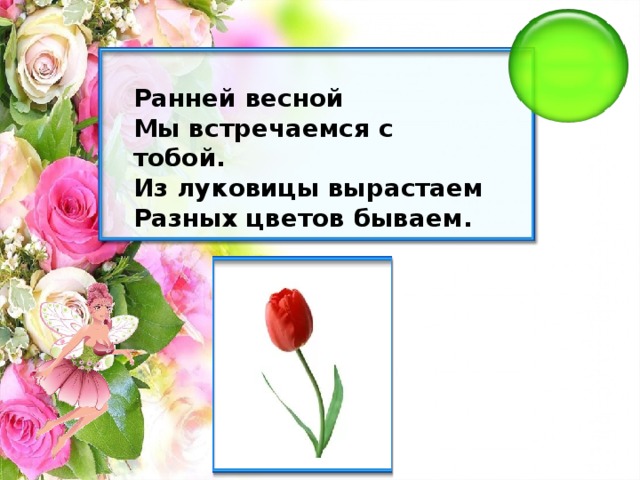 Ранней весной Мы встречаемся с тобой. Из луковицы вырастаем Разных цветов бываем.