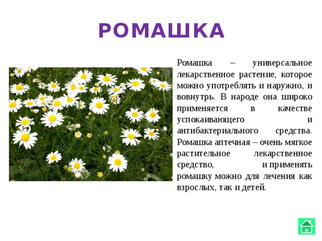 РОМАШКА Ромашка – универсальное лекарственное растение, которое можно употреблять и наружно, и вовнутрь. В народе она широко применяется в качестве успокаивающего и антибактериального средства. Ромашка аптечная – очень мягкое растительное лекарственное средство, и применять ромашку можно для лечения как взрослых, так и детей.