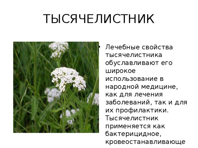 ТЫСЯЧЕЛИСТНИК