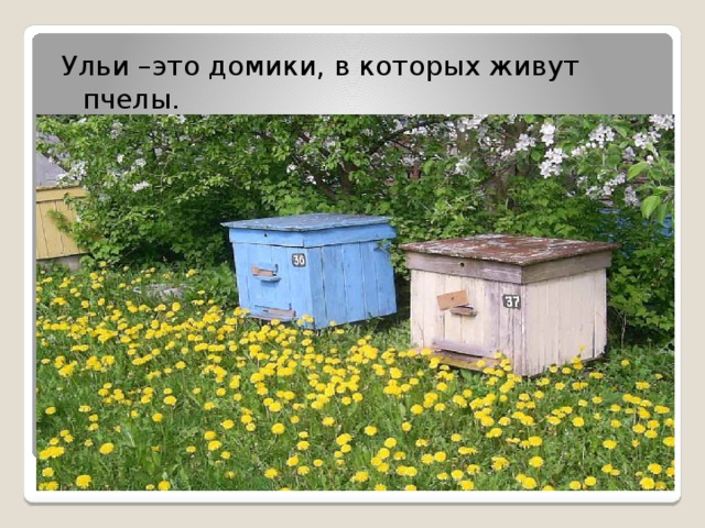 Ульи –это домики, в которых живут пчелы.