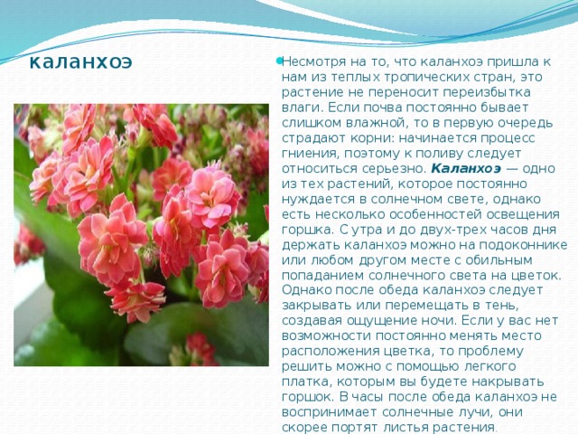 Каланхоэ цветок лечебные свойства фото и описание