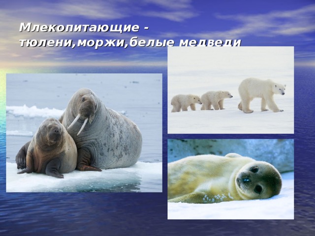 Млекопитающие - тюлени,моржи,белые медведи