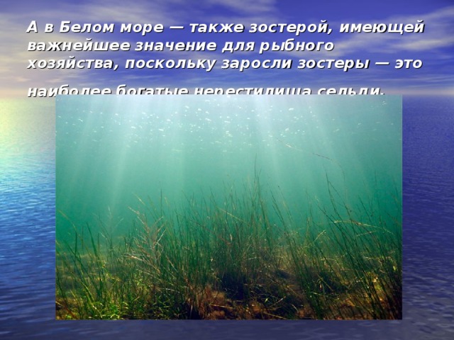 А в Белом море — также зостерой, имеющей важней­шее значение для рыбного хозяйства, по­скольку заросли зостеры — это наиболее богатые нерестилища сельди.