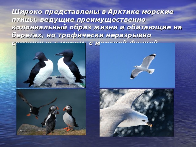 Широко представлены в Арктике морские птицы, ведущие преимущественно колониальный образ жизни и обитающие на берегах, но трофически неразрывно связанные с морем, с морской фауной.