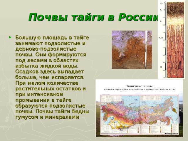 Тайга почва география. Почвы тайги в России и их плодородие. Свойства почвы в тайге подзолистые почвы. Плодородие подзолистых почв тайги. Тайга Восточной Сибири типы почв.