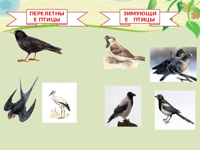 ПЕРЕЛЕТНЫЕ ПТИЦЫ ЗИМУЮЩИЕ ПТИЦЫ