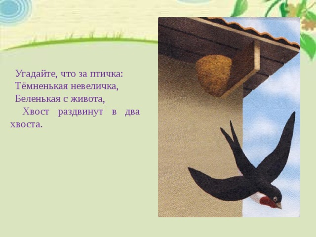 Угадайте, что за птичка: Тёмненькая невеличка, Беленькая с живота,  Хвост раздвинут в два хвоста.