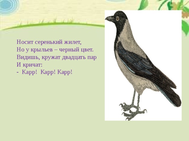 Носит серенький жилет,  Но у крыльев – черный цвет.  Видишь, кружат двадцать пар  И кричат:  - Карр! Карр! Карр!