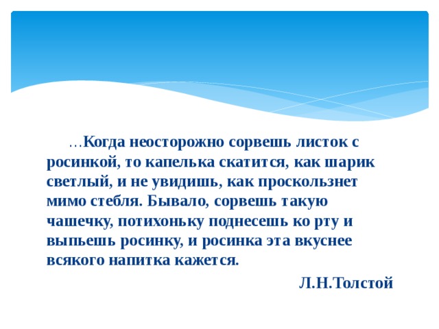 … Когда неосторожно сорвешь листок с росинкой, то капелька скатится, как шарик светлый, и не увидишь, как проскользнет мимо стебля. Бывало, сорвешь такую чашечку, потихоньку поднесешь ко рту и выпьешь росинку, и росинка эта вкуснее всякого напитка кажется. Л.Н.Толстой