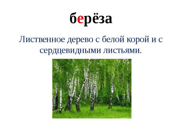 б е рёза Лиственное дерево с белой корой и с сердцевидными листьями.