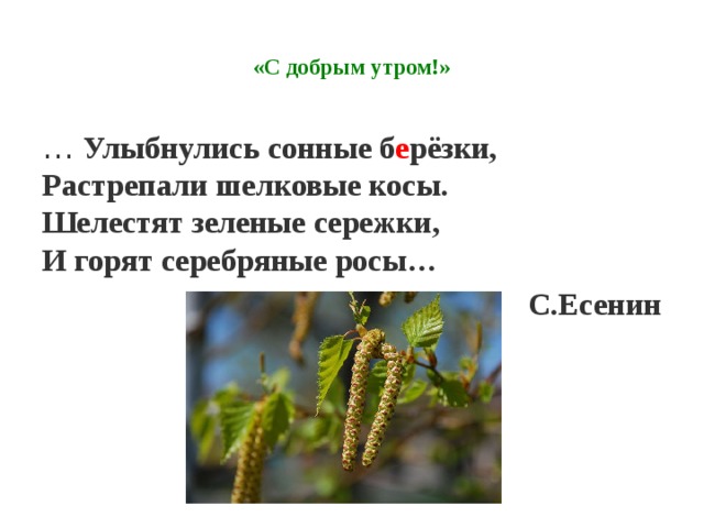 «С добрым утром!»   … Улыбнулись сонные б е рёзки,  Растрепали шелковые косы.  Шелестят зеленые сережки,  И горят серебряные росы… С.Есенин