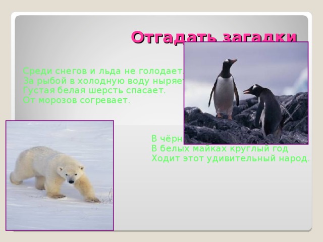 Отгадать загадки Среди снегов и льда не голодает. За рыбой в холодную воду ныряет. Густая белая шерсть спасает. От морозов согревает.  В чёрных фраках,  В белых майках круглый год  Ходит этот удивительный народ.