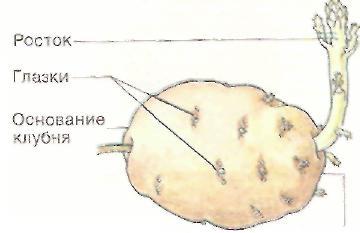 Клубень картофеля строение. Строение картофеля биология. Внешнее строение клубня картофеля рисунок.