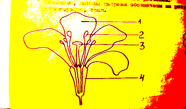 П 14 биология. Крестоцвет цветок. Биология крестоцвет. Биология лаборатория шаблон цветы.