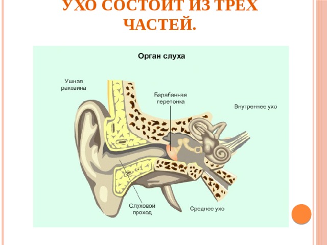 Ухо состоит из трёх частей.