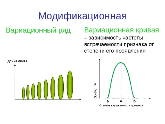 Модификационная Вариационная кривая – зависимость частоты встречаемости признака от степени его проявления Вариационный ряд длина листа