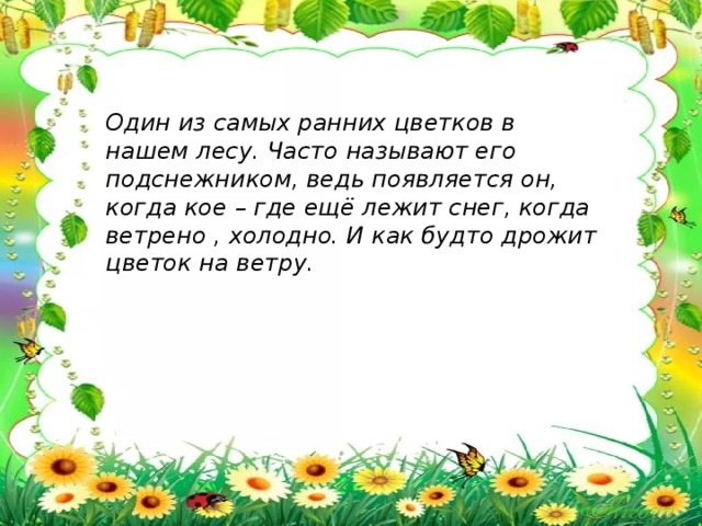 Один из самых ранних цветков в нашем лесу. Часто называют его подснежником, ведь появляется он, когда кое – где ещё лежит снег, когда ветрено , холодно. И как будто дрожит цветок на ветру.  