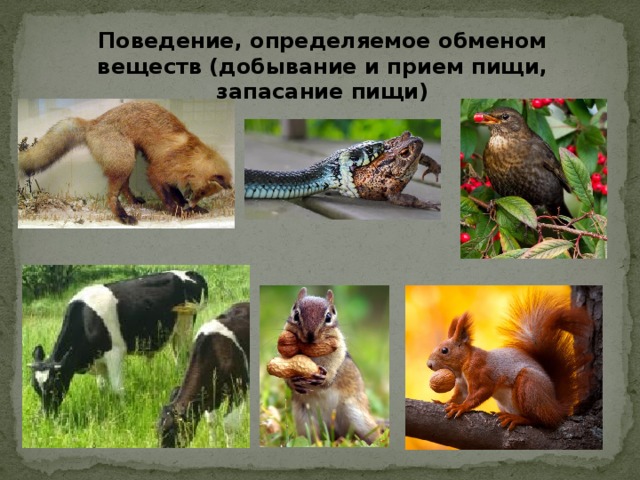 Какие формы поведения различают у млекопитающих. Поведение животных. Типы поведения животных. Поведение животных биология. Сообщение на тему поведение животных.