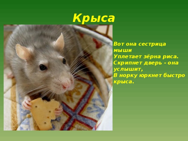 Крыса Вот она сестрица мыши  Уплетает зёрна риса.  Скрипнет дверь - она услышит,  В норку юркнет быстро крыса.