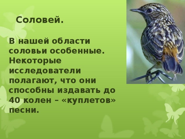 Соловей. В нашей области соловьи особенные. Некоторые исследователи полагают, что они способны издавать до 40 колен – «куплетов» песни.