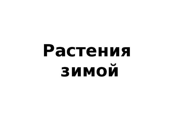 Растения зимой