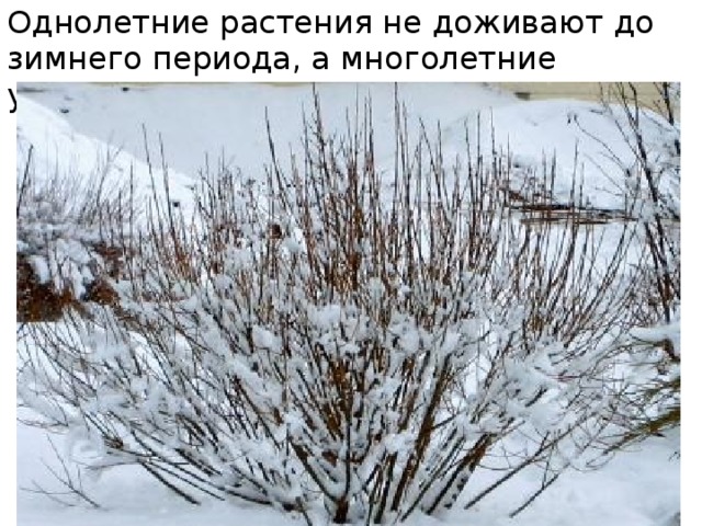 Однолетние растения не доживают до зимнего периода, а многолетние успевают подготовиться. 