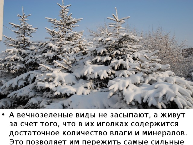 А вечнозеленые виды не засыпают, а живут за счет того, что в их иголках содержится достаточное количество влаги и минералов. Это позволяет им пережить самые сильные морозы.