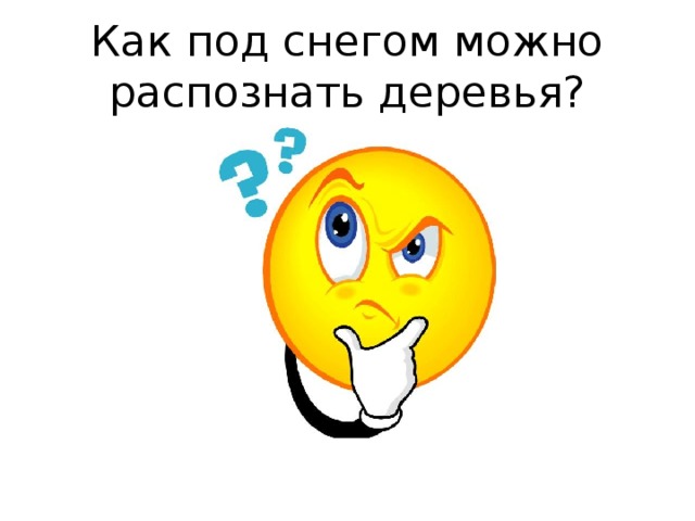 Как под снегом можно распознать деревья?