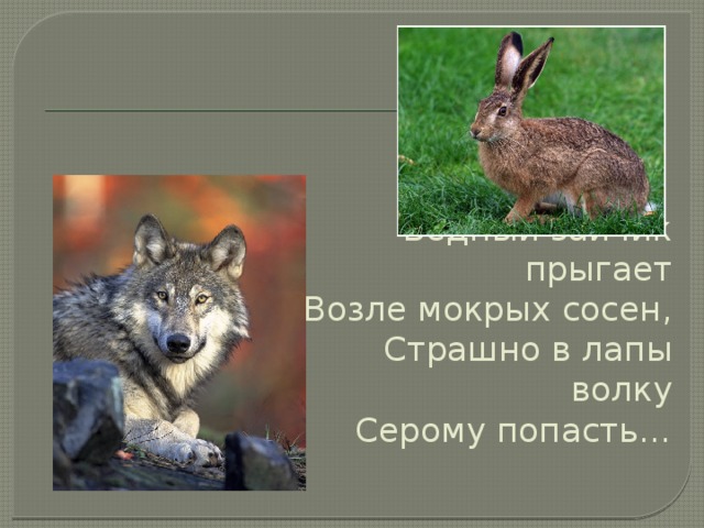 Бедный зайчик прыгает  Возле мокрых сосен,  Страшно в лапы волку  Серому попасть…