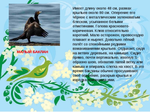 Имеет длину около 48 см, размах крыльев около 80 см. Оперение его чёрное с металлическим зеленоватым блеском, усыпанное белыми отметинами. Голова красновато-коричневая. Клюв относительно короткий. Мало осторожен, превосходно плавает и ныряет. Довольно лёгкий полёт со спокойными редкими взмахиваниями крыльев. Отдыхает, сидя на ветвях деревьев, на камыше. Сидит прямо, почти вертикально, изогнув S-образно шею, обхватив лапой ветку или камыш и опираясь слегка на хвост. В это время бакланы обычно просушивают своё оперение, раскрыв крылья и изредка помахивая ими. МАЛЫЙ БАКЛАН