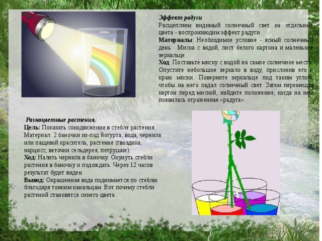 Эффект радуги Расщепляем видимый солнечный свет на отдельные цвета - воспроизводим эффект радуги. Материалы : Необходимое условие - ясный солнечный день. Миска с водой, лист белого картона и маленькое зеркальце. Ход : Поставьте миску с водой на самое солнечное место. Опустите небольшое зеркало в воду, прислонив его к краю миски. Поверните зеркальце под таким углом, чтобы на него падал солнечный свет. Затем перемещая картон перед миской, найдите положение, когда на нем появилась отраженная «радуга».   Разноцветные растения. Цель:  Показать сокодвижение в стебле растения. Материал: 2 баночки из-под йогурта, вода, чернила или пащевой краситель, растение (гвоздика, нарцисс, веточки сельдерея, петрушки). Ход:  Налить чернила в баночку. Окунуть стебли растения в баночку и подождать. Через 12 часов результат будет виден. Вывод:  Окрашенная вода поднимается по стеблю благодаря тонким канальцам. Вот почему стебли растений становятся синего цвета.