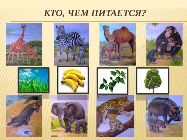 Кто, чем питается?