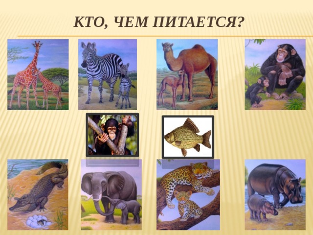 Кто, чем питается?