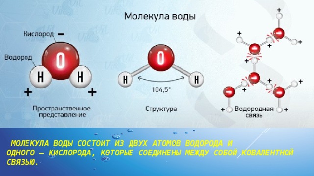   Молекула воды состоит из двух атомов водорода и одного — кислорода, которые соединены между собой ковалентной связью.