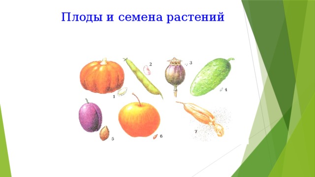 Плоды и семена растений