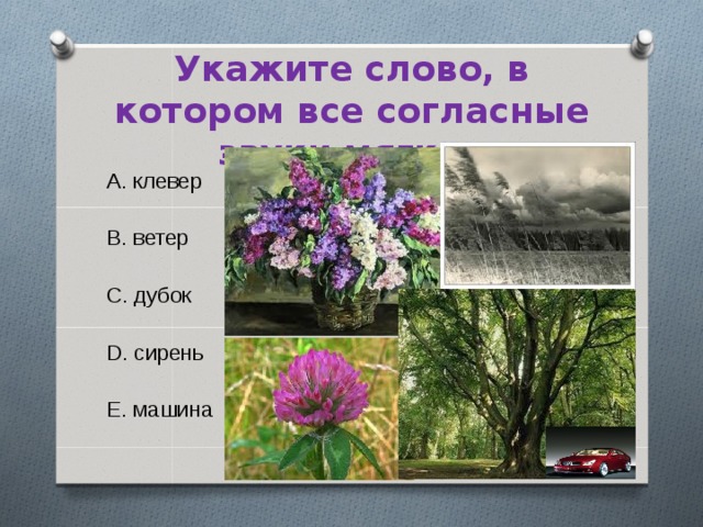 Укажите слово, в котором все согласные звуки мягкие A. клевер B. ветер C. дубок D. сирень E. машина