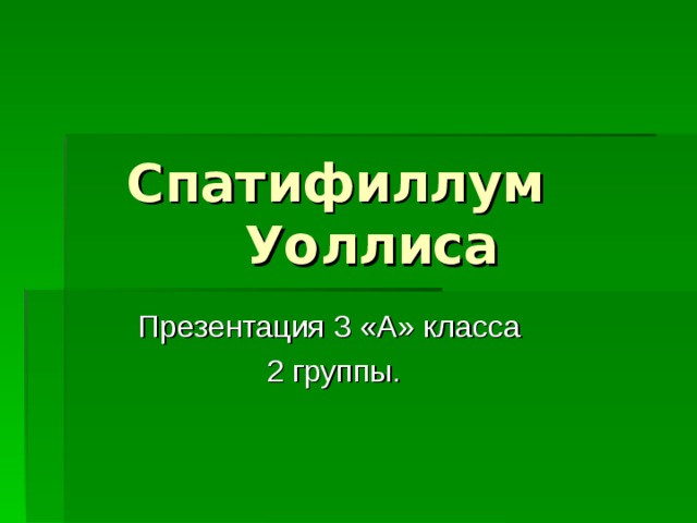 Спатифиллум Уоллиса Презентация 3 «А» класса 2 группы.