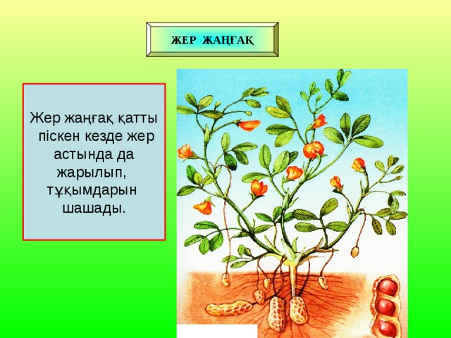 ЖЕР ЖАҢҒАҚ Жер жаңғақ қатты  піскен кезде жер  астында да жарылып, тұқымдарын шашады.