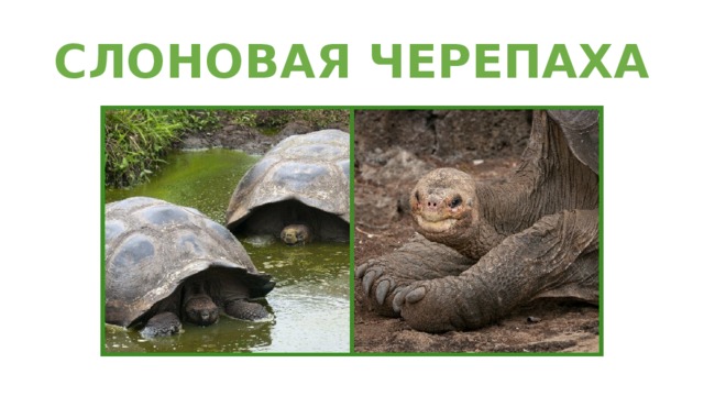 СЛОНОВАЯ ЧЕРЕПАХА